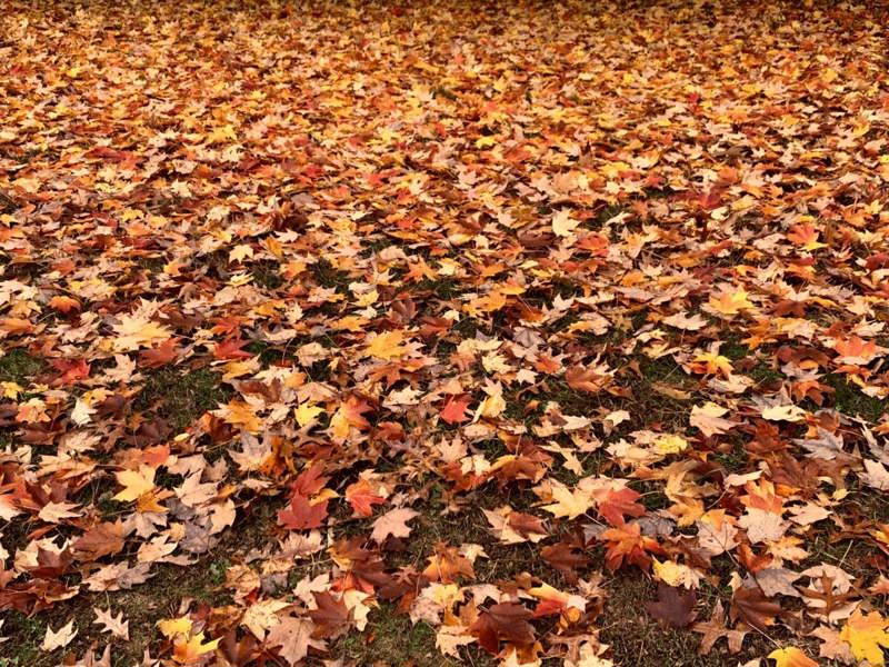 Fall Foliage Map See When Autumn Leaves Peak In Wi