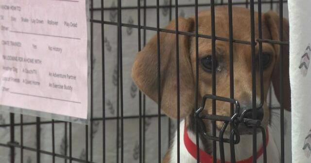 Humane Fort Wayne Shelters More Rescued Beagles