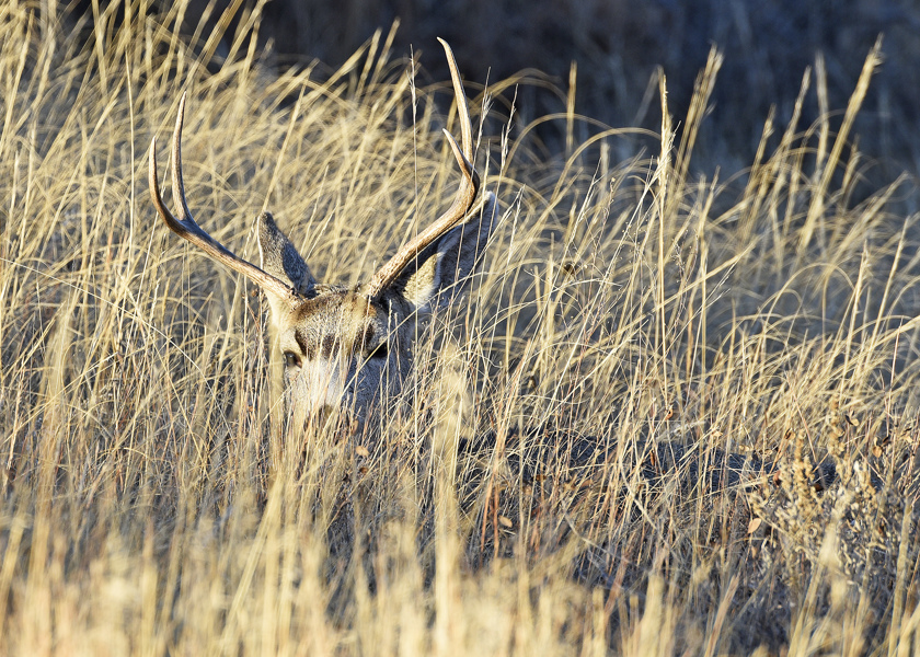 2022 North Dakota Deer Season Set, Apply Online