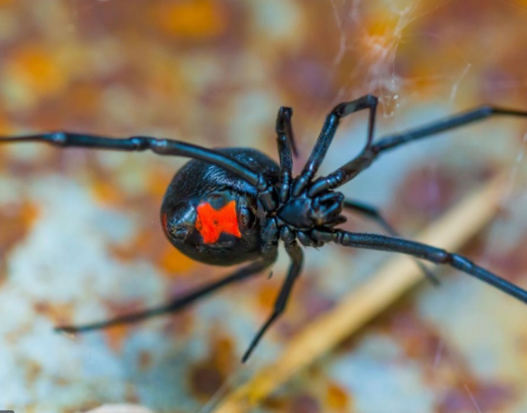 Hoping to Become Spider-Man, 3 Boys Let a Black Widow Bite Them