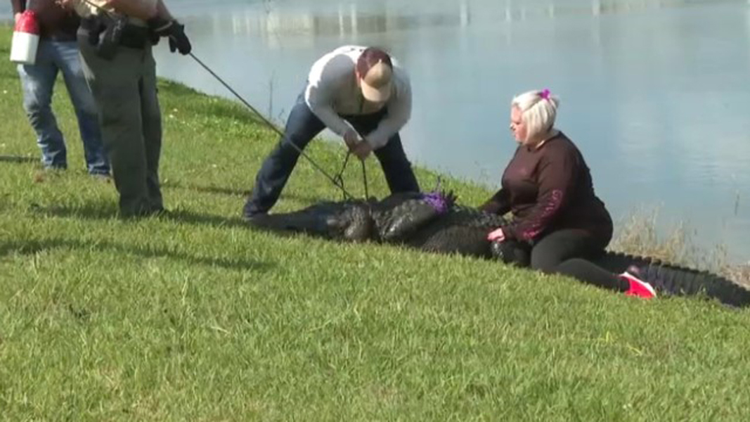 85YearOld Florida Woman Killed in Alligator Attack While Walking Dog