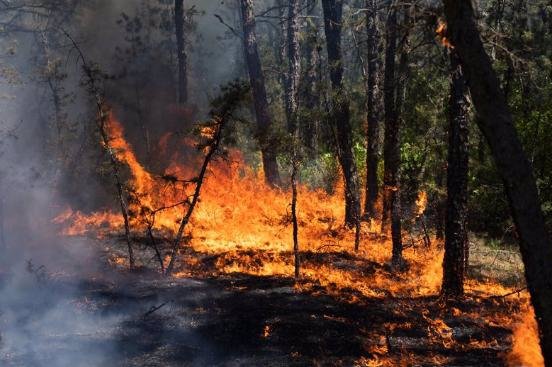 new-jersey-forest-fire-grows-to-11-000-acres-as-natural-causes-ruled-out