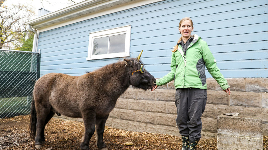 small-but-magnificent-meet-jack-the-magnificent-e-c-s-most-famous-mini-horse