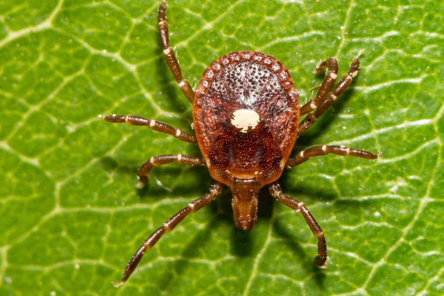 CDC: Emerging tick-bite allergy poses concern for public and clinical ...