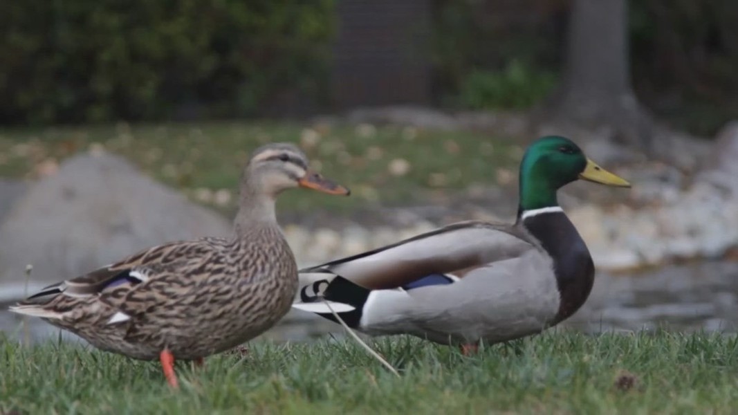 Verify Yes, feeding ducks bread can be harmful to their health