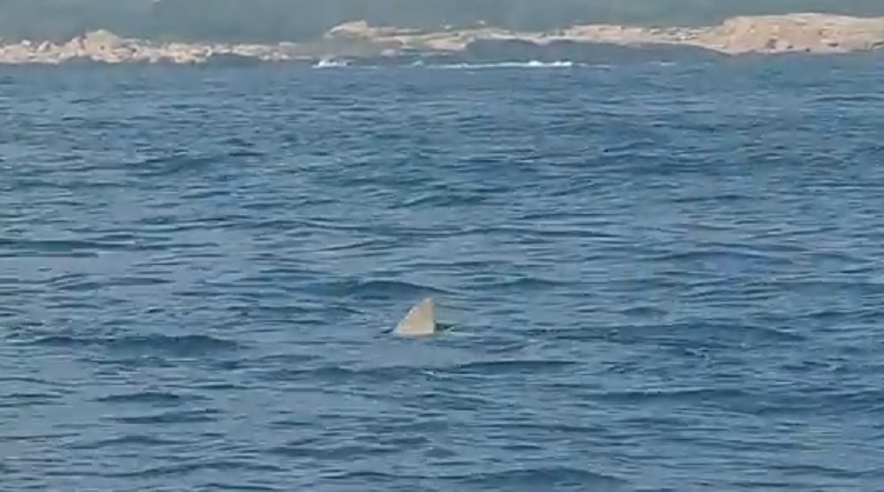 Massive Shark Caught On Camera Off New England Coast Great white shark caught on camera off Narragansett coast