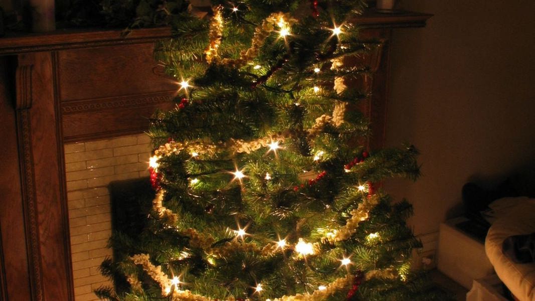 Watertown resident Christmas tree collection begins Friday