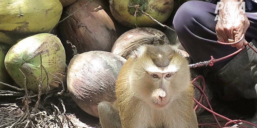 Target discontinues Chaokoh coconut milk for allegations of monkey labor